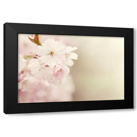 Spring Blossoms Black Modern Wood Framed Art Print with Double Matting by Gardner, Sarah