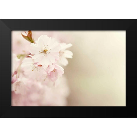 Spring Blossoms Black Modern Wood Framed Art Print by Gardner, Sarah