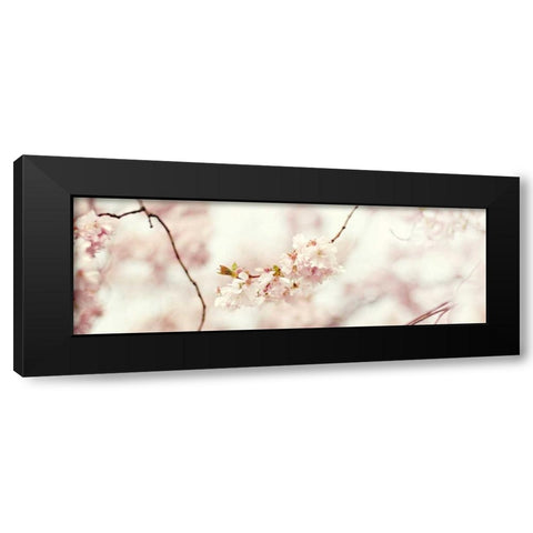 Cherry Blossom Black Modern Wood Framed Art Print with Double Matting by Gardner, Sarah
