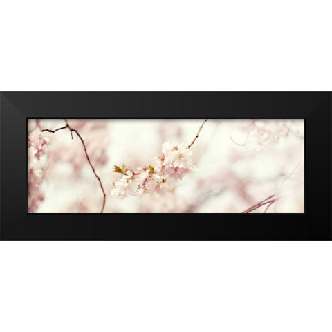 Cherry Blossom Black Modern Wood Framed Art Print by Gardner, Sarah