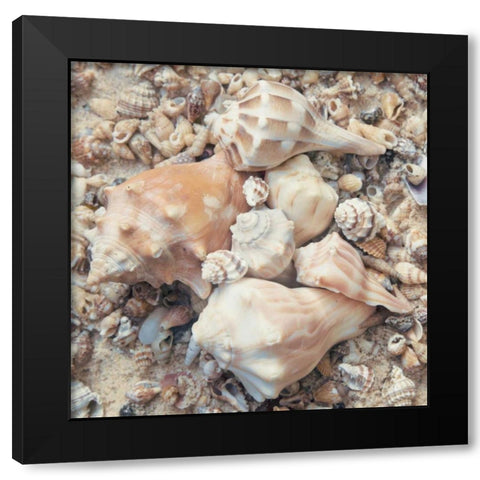 Shell Collection I Black Modern Wood Framed Art Print by Mansfield, Kathy