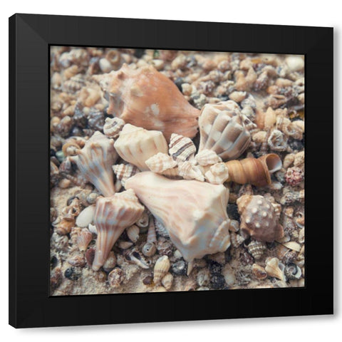 Shell Collection II Black Modern Wood Framed Art Print with Double Matting by Mansfield, Kathy