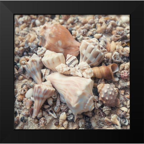 Shell Collection II Black Modern Wood Framed Art Print by Mansfield, Kathy
