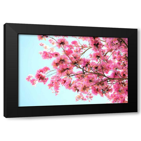 Pink Floral Branch Black Modern Wood Framed Art Print by Peck, Gail