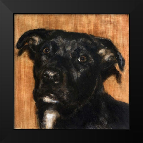 Puppy Dog Eyes I Black Modern Wood Framed Art Print by Johnson, Walt