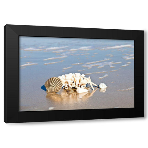 Seashell Reflection Black Modern Wood Framed Art Print by Bryant, Susan
