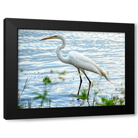 By The Lake Egret Black Modern Wood Framed Art Print by Nawrocke, Bruce