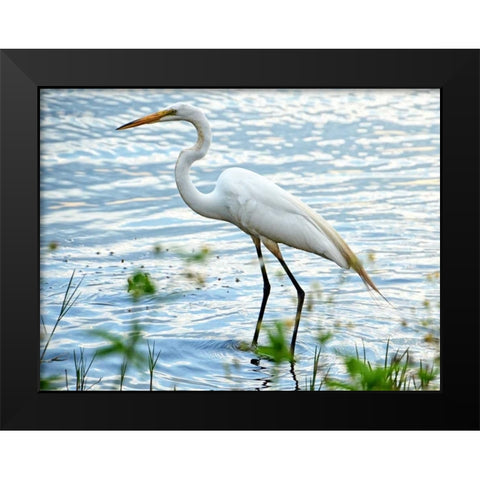 By The Lake Egret Black Modern Wood Framed Art Print by Nawrocke, Bruce