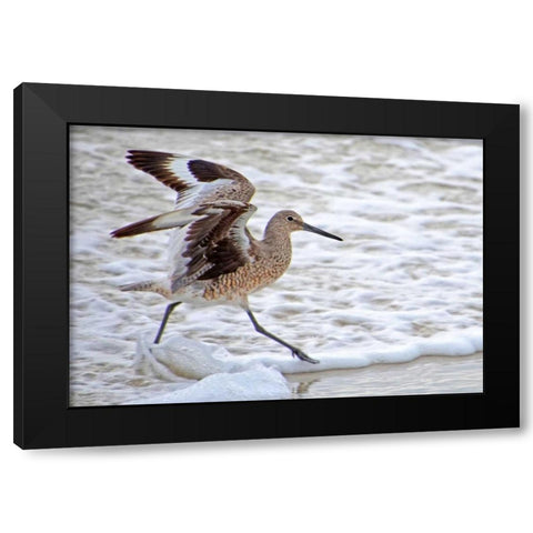 Frolicking In Waves Black Modern Wood Framed Art Print with Double Matting by Nawrocke, Bruce