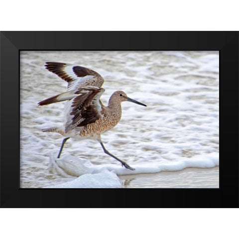 Frolicking In Waves Black Modern Wood Framed Art Print by Nawrocke, Bruce