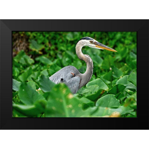 On The Lookout Black Modern Wood Framed Art Print by Nawrocke, Bruce