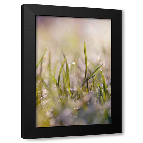 Soft Morning Dew I Black Modern Wood Framed Art Print with Double Matting by Gardner, Sarah