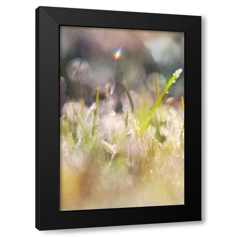 Soft Morning Dew II Black Modern Wood Framed Art Print by Gardner, Sarah