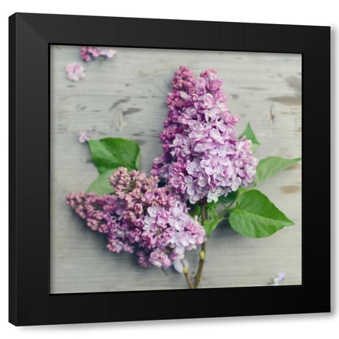 Fresh Lavender Blooms Black Modern Wood Framed Art Print by Gardner, Sarah