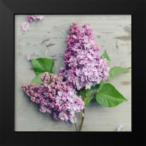 Fresh Lavender Blooms Black Modern Wood Framed Art Print by Gardner, Sarah