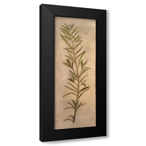 Captured Nature I Black Modern Wood Framed Art Print with Double Matting by Johnson, Walt