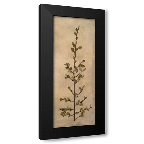 Captured Nature II Black Modern Wood Framed Art Print by Johnson, Walt