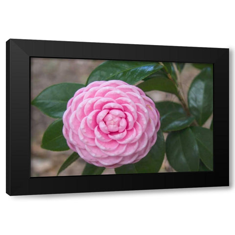 Pink Passion Camillia Black Modern Wood Framed Art Print by Coppel, Anna