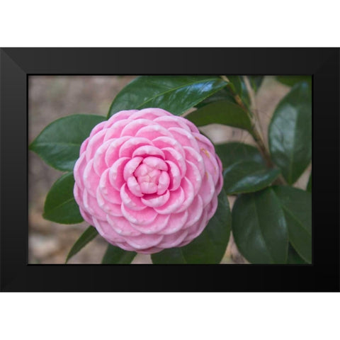 Pink Passion Camillia Black Modern Wood Framed Art Print by Coppel, Anna