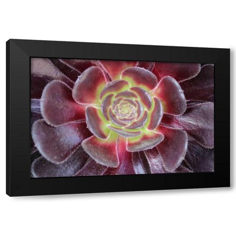 Bright Succulent Black Modern Wood Framed Art Print by Coppel, Anna