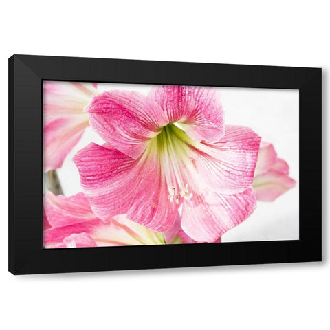 Paradise Blooms Black Modern Wood Framed Art Print with Double Matting by Coppel, Anna