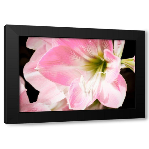 Soft Petals Black Modern Wood Framed Art Print by Coppel, Anna