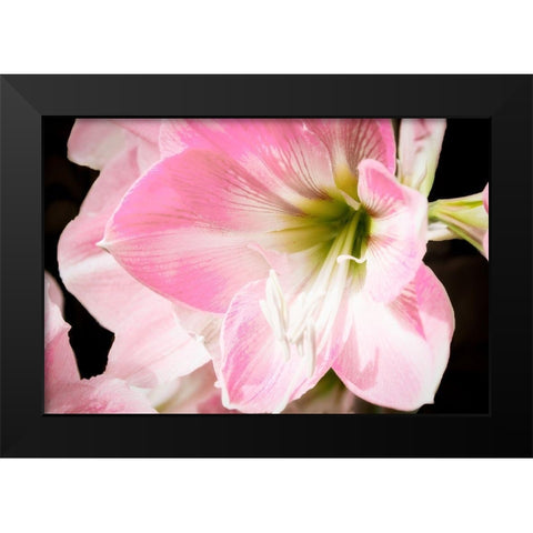 Soft Petals Black Modern Wood Framed Art Print by Coppel, Anna