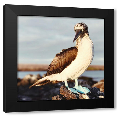 Blue Footed Booby Black Modern Wood Framed Art Print by Coppel, Anna