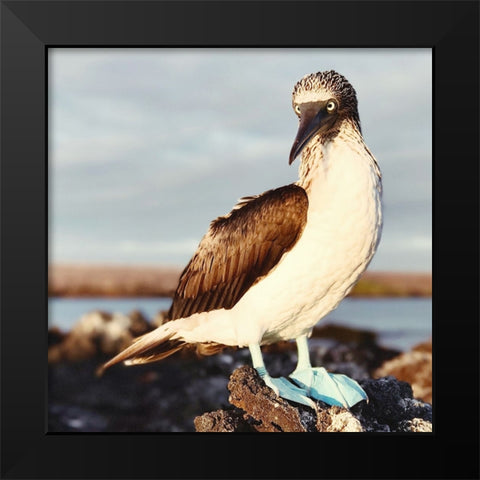 Blue Footed Booby Black Modern Wood Framed Art Print by Coppel, Anna