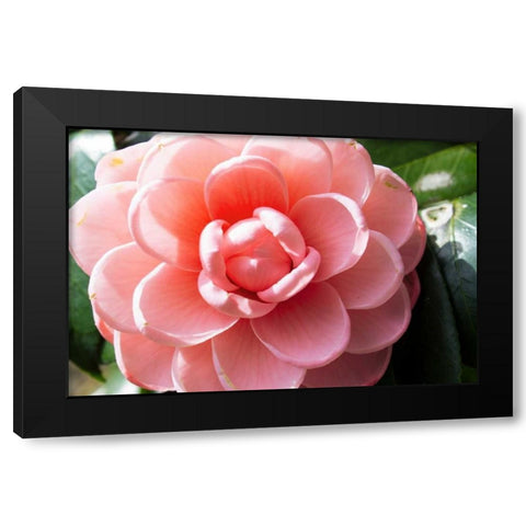 Coral Bloom Black Modern Wood Framed Art Print with Double Matting by Coppel, Anna