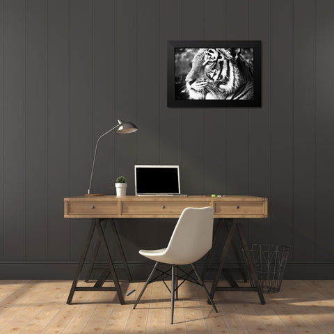 Deep Tiger Black Modern Wood Framed Art Print by Peck, Gail