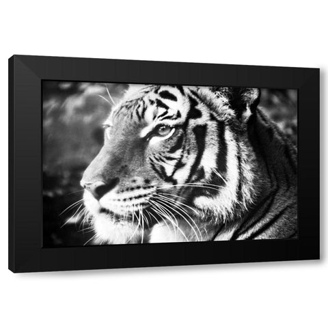 Deep Tiger Black Modern Wood Framed Art Print with Double Matting by Peck, Gail
