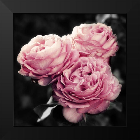 Pink Florals in Noir Black Modern Wood Framed Art Print by Navas, Emily