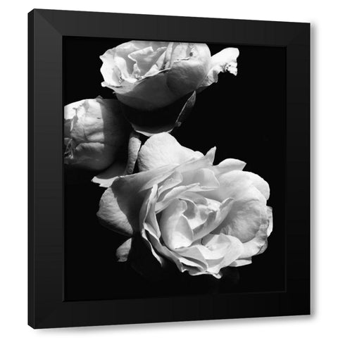 Dramatic Love Blooms II Black Modern Wood Framed Art Print by Navas, Emily