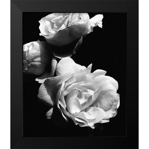 Dramatic Love Blooms II Black Modern Wood Framed Art Print by Navas, Emily