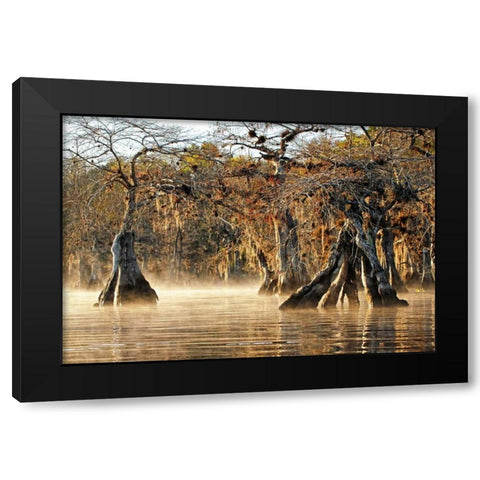 Cypress Creek I Black Modern Wood Framed Art Print by Nawrocke, Bruce