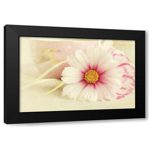 Soft Rose Daisy Black Modern Wood Framed Art Print by Gardner, Sarah