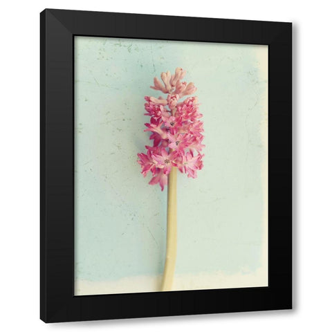 Soft Pink Hyacinth Black Modern Wood Framed Art Print with Double Matting by Gardner, Sarah