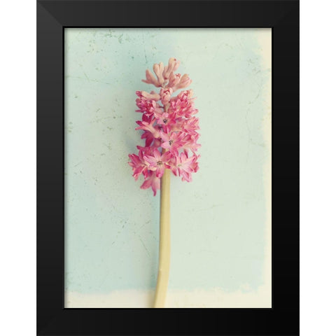 Soft Pink Hyacinth Black Modern Wood Framed Art Print by Gardner, Sarah