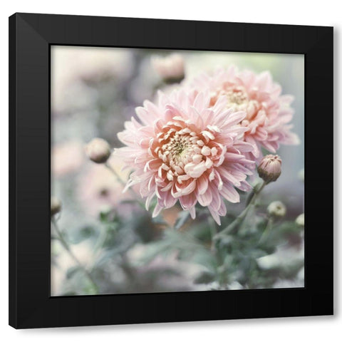 Muted Daisy Black Modern Wood Framed Art Print by Gardner, Sarah