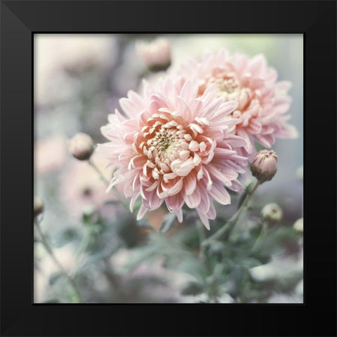 Muted Daisy Black Modern Wood Framed Art Print by Gardner, Sarah