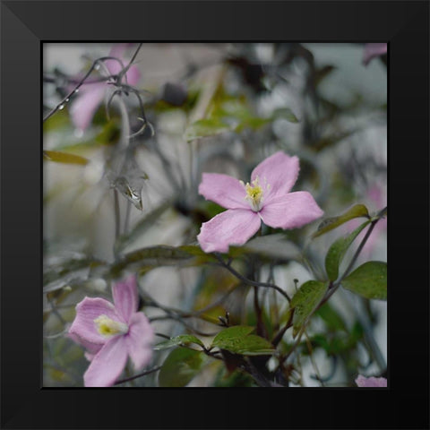 Springtime II Black Modern Wood Framed Art Print by Gardner, Sarah