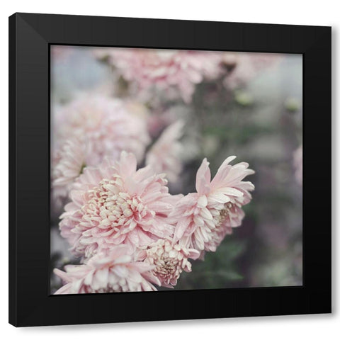 Evening Blooms Black Modern Wood Framed Art Print with Double Matting by Gardner, Sarah