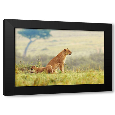 A Lions Tail Black Modern Wood Framed Art Print by Lake, Shelley