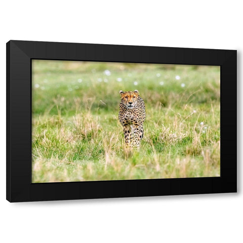 Cheetah Black Modern Wood Framed Art Print by Lake, Shelley