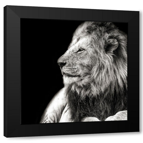King Of The Jungle on Black Black Modern Wood Framed Art Print by Lake, Shelley
