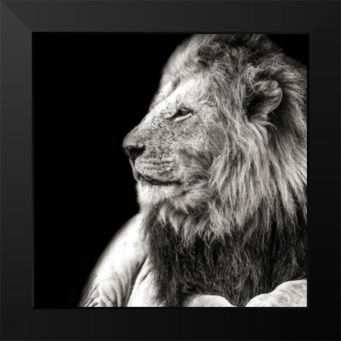 King Of The Jungle on Black Black Modern Wood Framed Art Print by Lake, Shelley