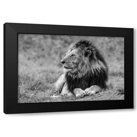King Of The Jungle Black Modern Wood Framed Art Print with Double Matting by Lake, Shelley
