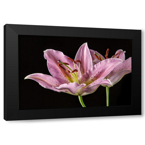 Lombardia Black Modern Wood Framed Art Print with Double Matting by Lake, Shelley