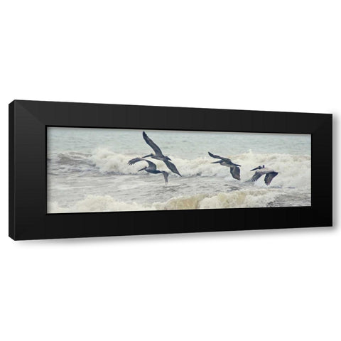 Pelican Panel I Black Modern Wood Framed Art Print with Double Matting by Nawrocke, Bruce